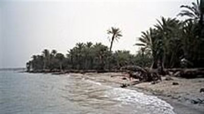 اهم الكائنات الحية الموجودة في البحر الاحمر 