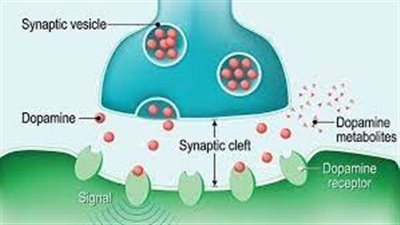 كل ما تريد معرفته عن dopamine 