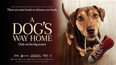قصة فيلم A Dog's Way Home