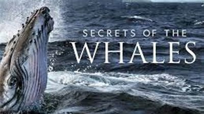 قصة مسلسل Secrets of the Whales