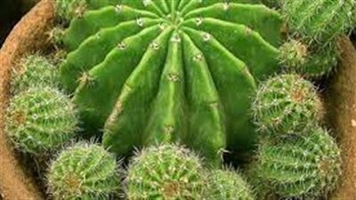 ما هي خطوات زراعة الصبار