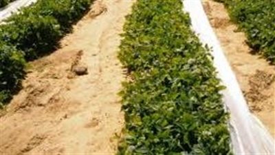 خطوات زراعة الفاصوليا