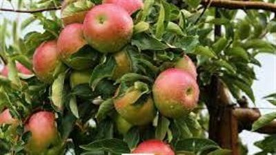 ما هو موسم حصاد التفاح 