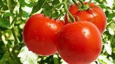 اهم الخطوات لزراعة الطماطم 