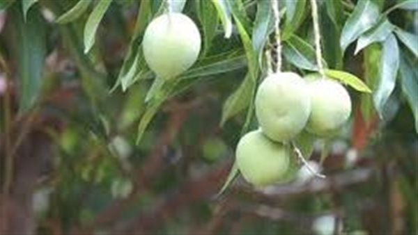 موقع أيام نيوز