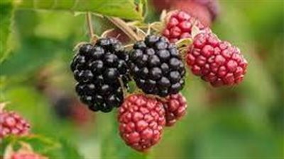 ما هي خطوات زراعة التوت البري