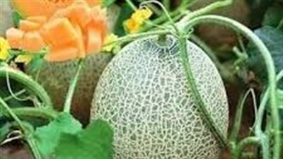 فترة حصاد الشمام 