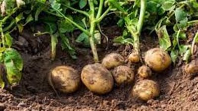 خطوات زراعة البطاطس 