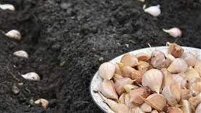 طريقة زرع الثوم 