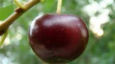 طرق زراعة الكرز 