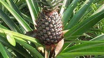 خطوات زراعة الاناناس 