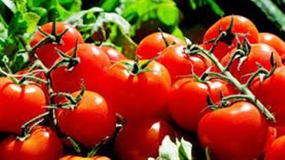 خطوات زراعة الطماطم 