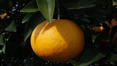 طريقة زراعة الحمضيات 