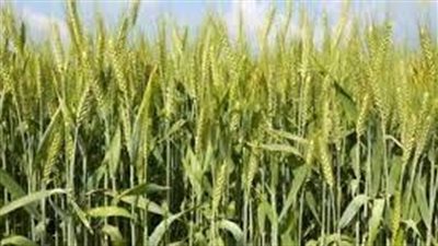 خطوات زراعة القمح 