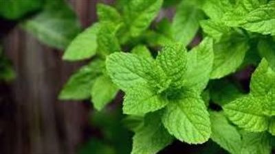 خطوات زراعة النعناع في المنزل