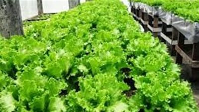 خطوات زراعة الخس