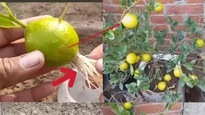 كيف تزرع ليمونة في وعاء