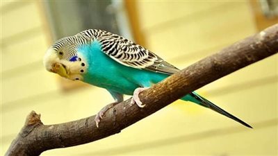 قصة حقيقية من ايطاليا