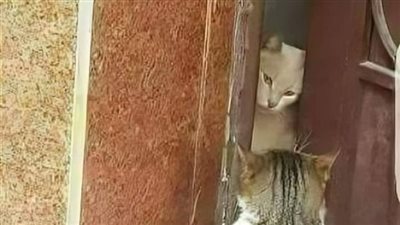 قصة النبي سليمان عليه السلام