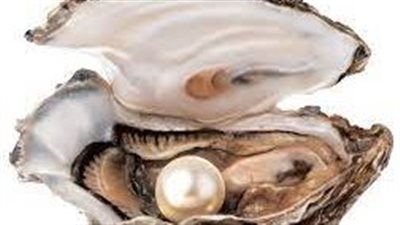 اللؤلؤ: رحلةٌ من حبة رمل إلى جوهرةٍ نفيسةٍ