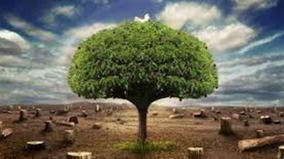 خطوات المحافظة على الشجرة