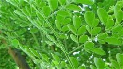 خطوات زراعة المورينجا