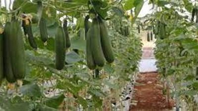 كيف نهتم ونعتني بالخيار 