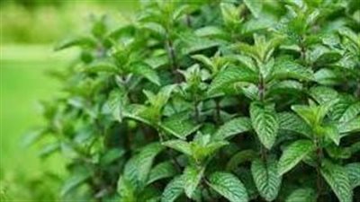 كيف نعتني بالنعناع 