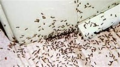 طرق التخلص من النمل في المنزل
