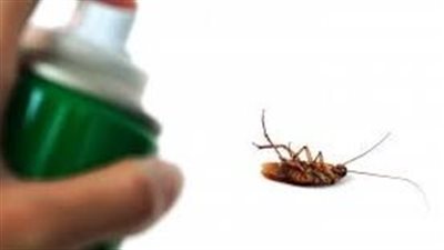 التخلص من الصراصير الصغيرة