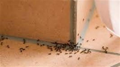أسباب وجود النمل الأسود في البيت