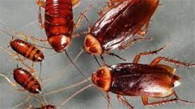 أنواع الصراصير وكيفية القضاء عليها