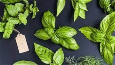 طرق القضاء على البق بالأعشاب