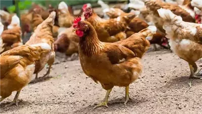ما هو سبب وجود خطوط بيضاء على لحوم الدجاج ؟