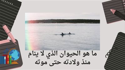 ما هو الحيوان الذي لا ينام منذ ولادته حتى مۏته