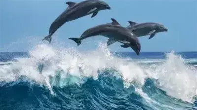 حقائق مدهشة عن سُّرَّة البطن