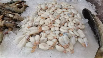 كل ما تريد معرفتة عن بيض السبيط