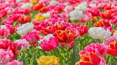 معلومات عن النباتات الزهريه وتصنيفها