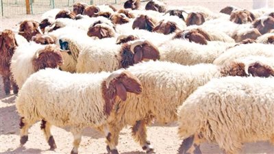 معلومات عن تربية المواشي في مصر