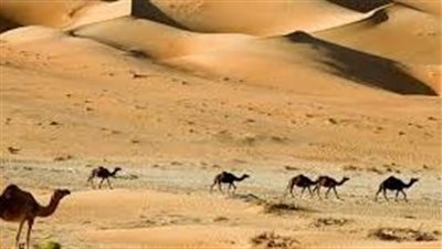 الخصائص العامة للبيئة الصحراوية