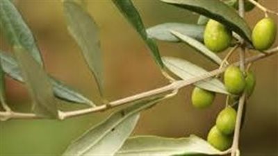 يمكن استعمال ورق الزيتون بعدة طرق