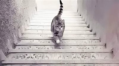 هل تصعد القطة الدرج أم تنزل منه ؟