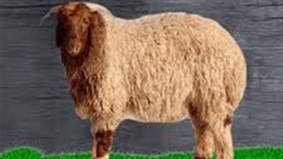 تعرف على تفسير رؤية الخاروف في المنام