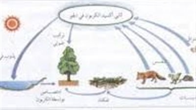 ما هي احتياجات الكائنات الحية