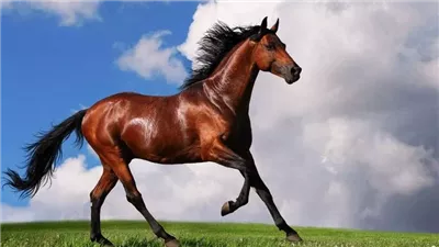 اشهر حصان في التاريخ