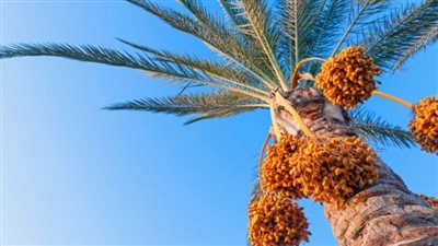 تعرف على تفسير حلم النخيل في المنام