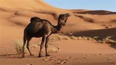 ما هي خصائص البيئة الصحراوية