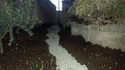 ما هي فوائد استخدام الجفت