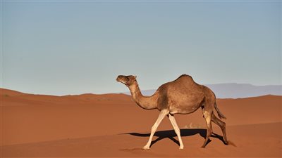 سبب ضړب الناقة ابنها