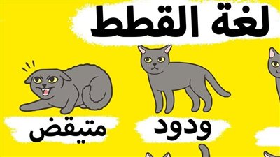 طريقة فهم لغة القطط